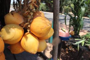 a bunch of melons hanging from a tree at Miheen Hotel & Resort - Anuradhapura in Mihintale
