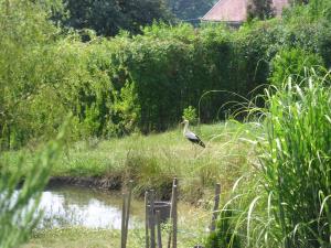a bird standing in the grass next to a river at Ferencz Porta in Szalafő