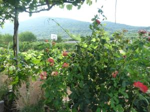 コミジャにあるCountry House Speedyのギャラリーの写真