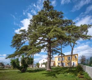 un grande pino di fronte a una casa di Dimora Villa Ada a Chiaramonte Gulfi