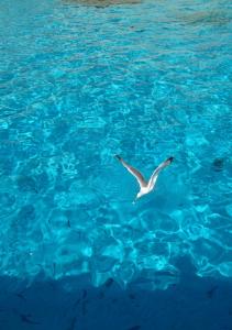 een witte vogel die over het blauwe water vliegt bij Appartamento Guitgia in Lampedusa