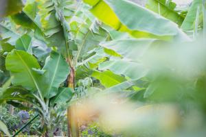 a banana tree with lots of green leaves at Apartamentos Los Telares in Hermigua