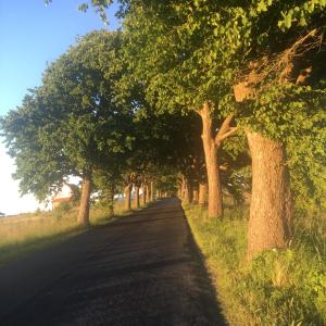 a road lemowany drzewami po obu stronach w obiekcie Agroturystyka Chłopy w Sarbinowie