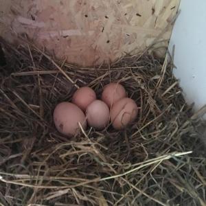 un grupo de huevos sentados en un nido en Agroturystyka Chłopy en Sarbinowo