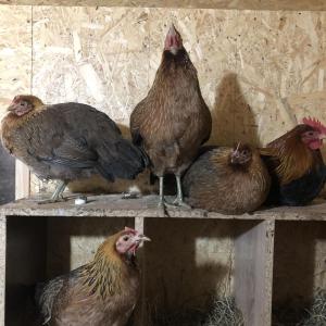 a group of chickens standing on a shelf at Agroturystyka Chłopy in Sarbinowo