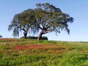 two trees in a field with green grass at Rural House in Boavista dos Pinheiros