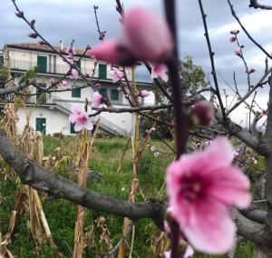 Vonkajšia záhrada v ubytovaní Casa Rosario