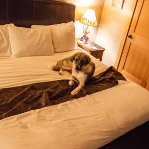 Giường trong phòng chung tại Twisp River Suites