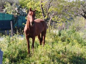 un cavallo bruno in piedi in un prato di Casa Natura sotto il Castello a Castelbuono