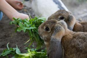 two rabbits eating greens from a persons hand at Familienbauernhof Glawischnig-Hofer in Gmünd in Kärnten
