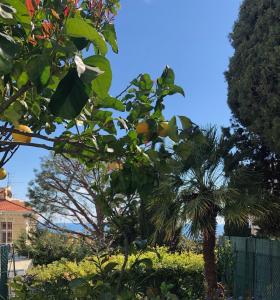 Giardino di Hotel Normandy
