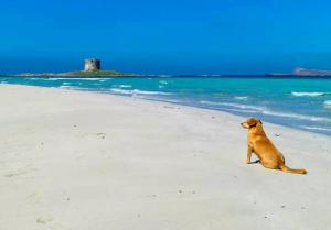un cane seduto su una spiaggia vicino all'oceano di Roccabianca Rooms & Studios a Stintino