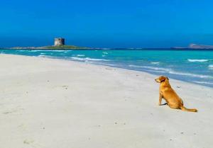 a dog sitting on a beach near the ocean at Roccabianca Rooms & Studios in Stintino