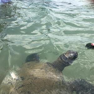 a crocodile in the water with its foot in the water at Siri Tropical Retreat in Hikkaduwa