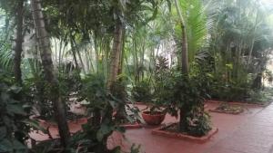 Residencial Pinocho في Montero: حديقة بها أشجار النخيل والنباتات الفخارية