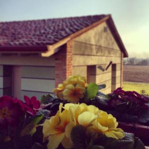 a bunch of flowers in front of a house at Agriturismo Bassanine in Monticelli dʼOngina