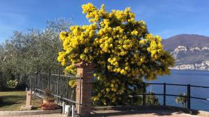 ブレンゾーネにあるLa Virgola Apartmentsの塀前の黄色い花の木