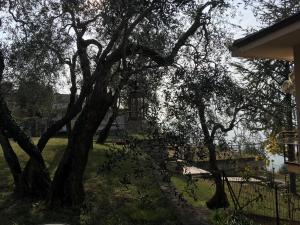 un grupo de árboles en un patio junto a una valla en La Virgola Apartments, en Brenzone sul Garda
