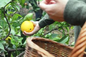 Zdjęcie z galerii obiektu FINCA LA PLANTACIÓN _Agroturismo w mieście La Orotava