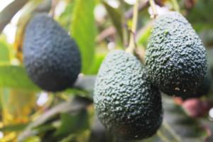 Ogród w obiekcie FINCA LA PLANTACIÓN _Agroturismo