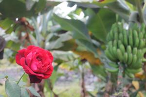 Ogród w obiekcie FINCA LA PLANTACIÓN _Agroturismo