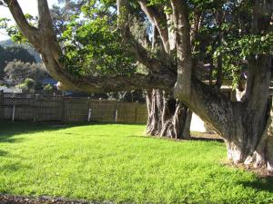 2 arbres dans une cour avec de l'herbe verte dans l'établissement Pembrooke Motor Lodge, à Whangarei