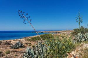a plant on a hill with the ocean in the background at B&B PLAZA in Lampedusa