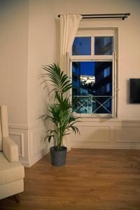 a plant in a living room with a window at Four Streets Athens - Luxury Suites Apartments in Athens in Athens