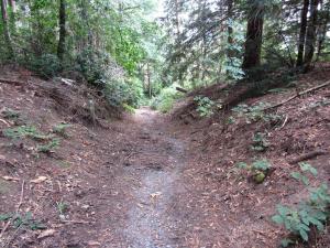 a dirt trail in a forest with trees at The Old Three Pigeons in Nesscliffe