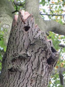a large tree trunk with a hole in it at The Old Three Pigeons in Nesscliffe