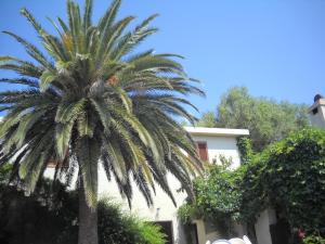 a palm tree in front of a building at Agriturismo Su Tiresi in Cala Gonone