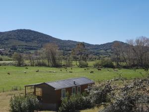a smallshed with a herd of cows in a field at Ferme de Chiuni in Cargèse