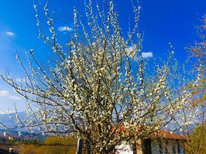 アプリルツィにあるVilla Trade Аの白花の木