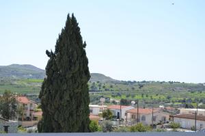 a large pine tree in front of a city at Traditional Village Houses in Skarinou