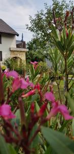 コレニツァにあるGuest house Ruzaのピンクの花の庭園