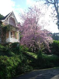 un árbol con flores rosas delante de una casa en Villa Violeta en Petrópolis