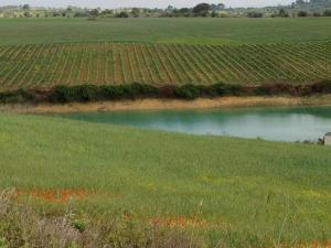a field with a pond in the middle of a field at Quinta da Lapa in Manique do Intendente