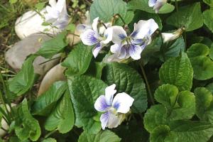 Vonkajšia záhrada v ubytovaní Ilka Garden