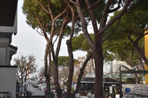 a row of trees on a city street with cars at Appartamenti Universal in Cattolica