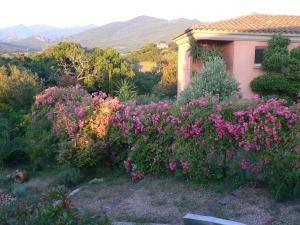 un jardín con flores rosas frente a una casa en Chambre d'hote Casa Tozza, en Porticcio