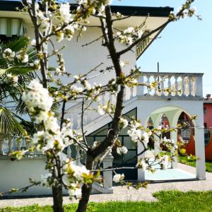 a tree with white flowers in front of a building at Casa del Vigneto - NEW near VENICE - rooms+bathroom - INDEPENDENT in Spinea