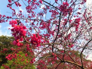 Un jardín fuera de Xianshan Homestay