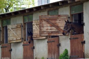 Zdjęcie z galerii obiektu Stajnia Lisewo w mieście Lisewo