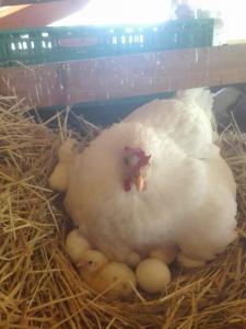 un cordero bebé tirado en un nido de heno en Agriturismo A do' Cumparone, en Corbara