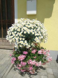 Zahrada ubytování Hotel Stoichart