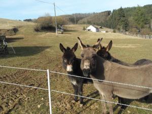 Photo de la galerie de l'établissement Nettes Landhaus, à Winterspelt