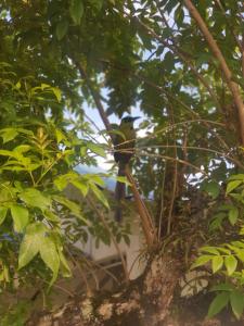 Hotel Campestre La Posada Del Rancho外面的花园