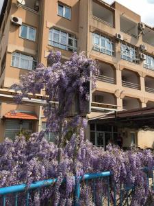 un montón de flores púrpuras colgando de una valla en Guesthouse Villa Gaga, en Budva