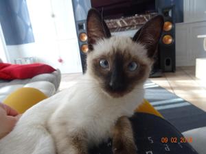 a cat with blue eyes sitting on a couch at La ferme aux chats in Formigny