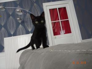 a black cat sitting on top of a bed at La ferme aux chats in Formigny